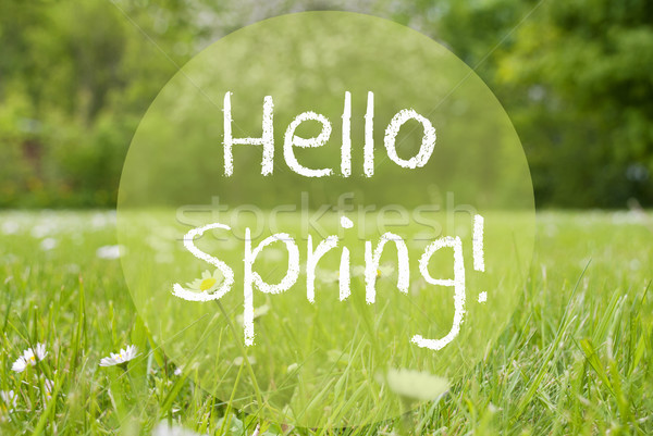 Gras Meadow, Daisy Flowers, English Text Hello Spring Stock photo © Nelosa