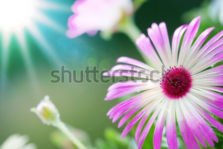 Sunny Close Up Of Daisy Flower On Flower Meadow Stock photo © Nelosa