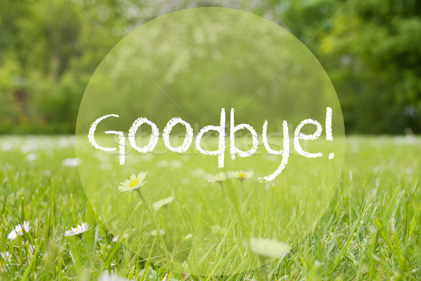 Gras Meadow, Daisy Flowers, Text Goodbye Stock photo © Nelosa