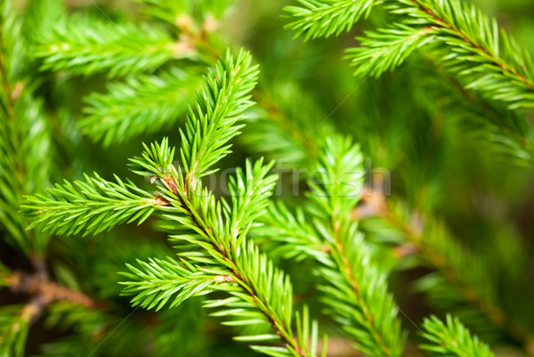 Green Tree Branches Stock photo © Nelosa