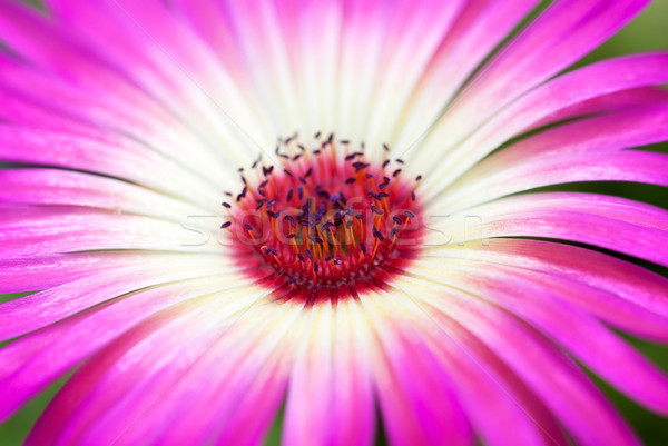 Close Up Of Pink Daisy Flower Stock photo © Nelosa