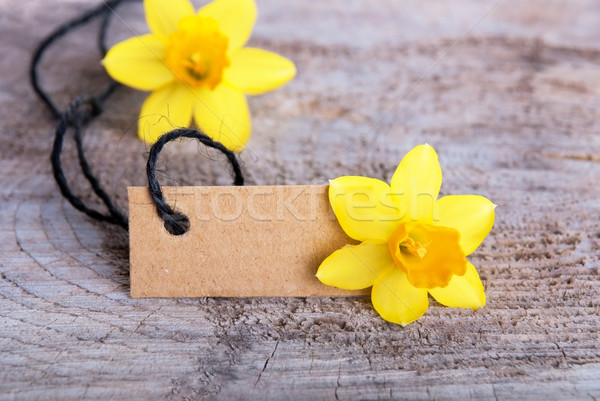 Stock photo: Empty Tag with Narcissus