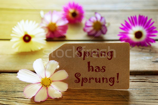 Stock photo: Sunny Label With Text Spring Has Sprung With Cosmea Blossoms