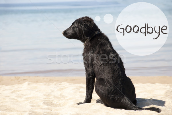 Hond zandstrand tekst vaarwel Engels Stockfoto © Nelosa