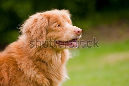 duck tolling retriever Stock photo © nelsonart
