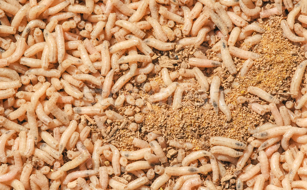 box of maggots Stock photo © nelsonart