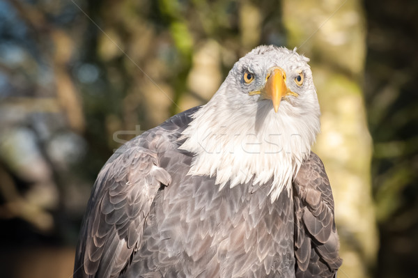 bald eagle portrait Stock photo © nelsonart