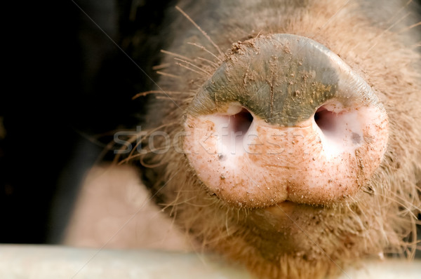Wieprzowych pysk błotnisty gospodarstwa mięsa Zdjęcia stock © nelsonart