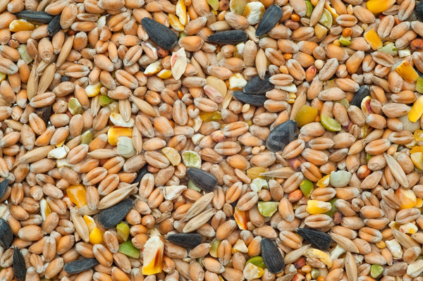 Samen gemischte Korn Nüsse Mais Essen Stock foto © nelsonart