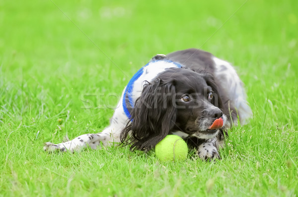теннисный мяч игры собака счастливым зеленый Сток-фото © nelsonart