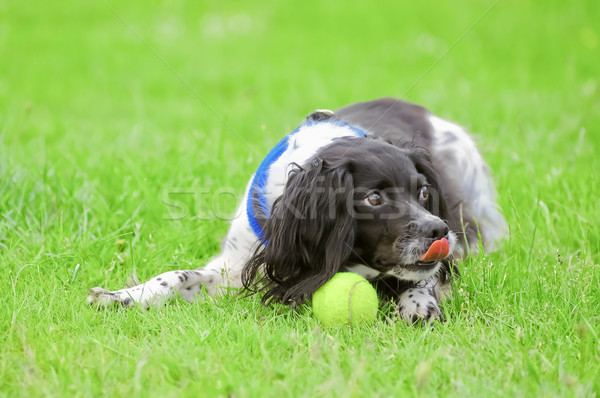 [[stock_photo]]: Balle · de · tennis · jeu · chien · heureux · vert