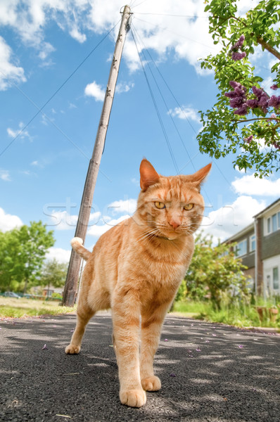 Miejskich obrońca kot twarz czerwony kotów Zdjęcia stock © nelsonart