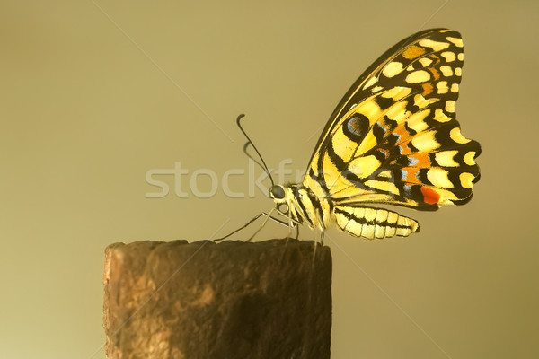 бабочка забор пост животные шаблон крыльями Сток-фото © nelsonart