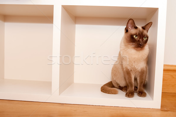 Chat boîte belle séance à l'intérieur [[stock_photo]] © nelsonart