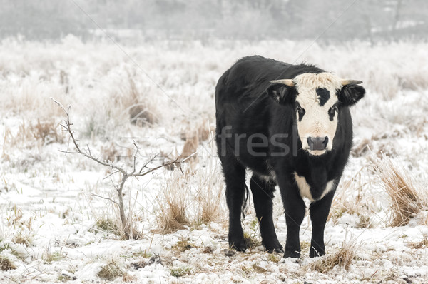 Stockfoto: Winter · stier · jonge · sneeuw · gedekt · veld