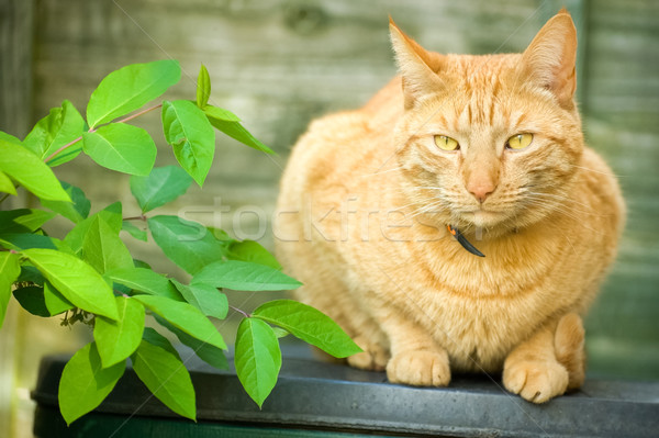 red tabby cat Stock photo © nelsonart