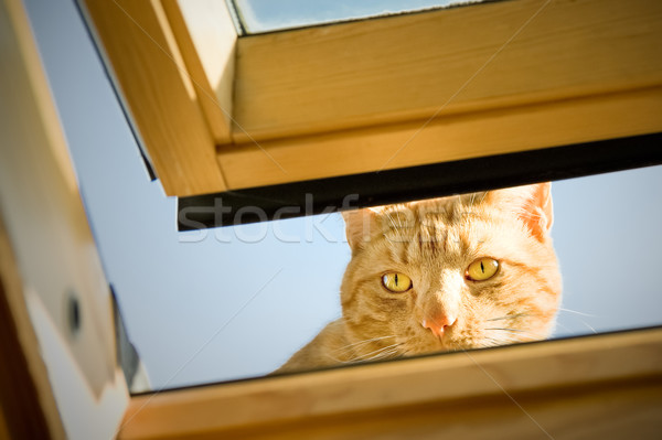 Kot imbir otwarte okno twarz Zdjęcia stock © nelsonart
