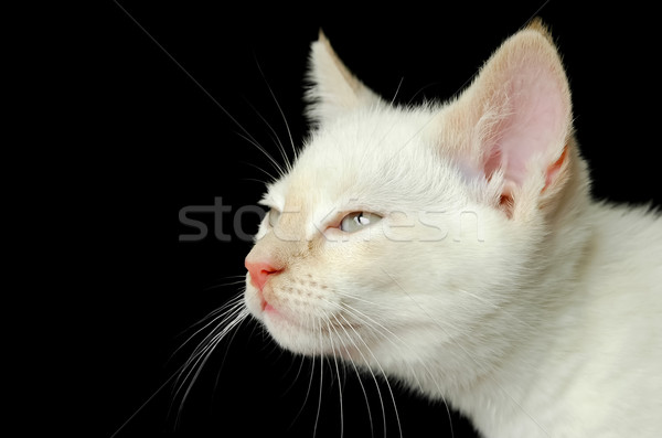 Foto stock: Gatito · blanco · primer · plano · negro · cara · ojos