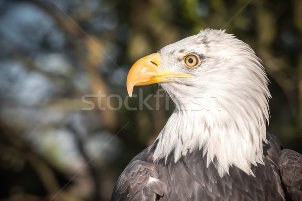 Stock photo: bald eagle closeup