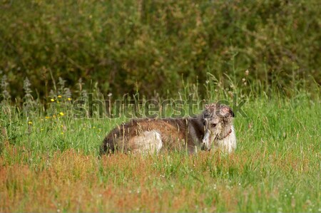 Prairie nager herbe nature chiens [[stock_photo]] © nelsonart