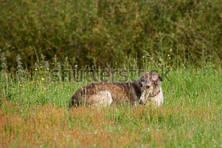 borzoi in a meadow Stock photo © nelsonart