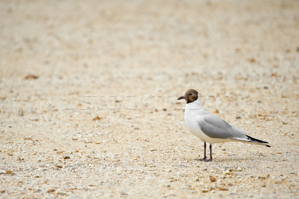 Stock photo: black headed gull