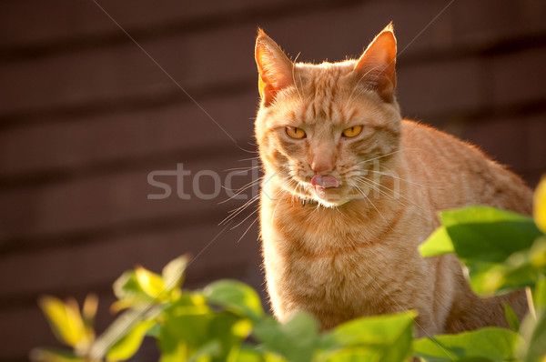 tabby cat tongue Stock photo © nelsonart