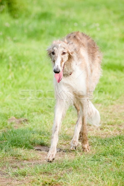 leggy borzoi Stock photo © nelsonart