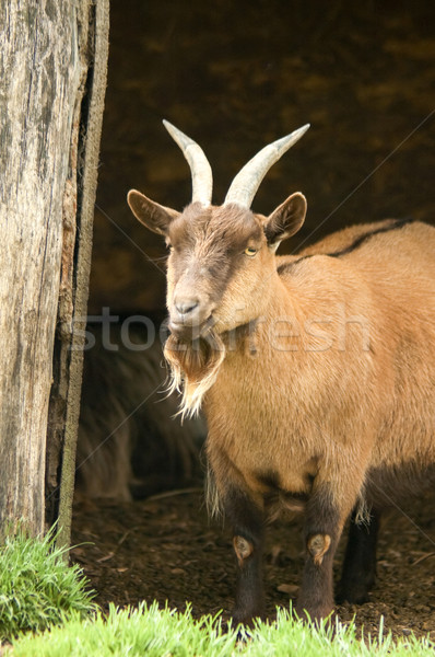 Foto stock: Cabra · granja · animales · animales · agricultura · mascota