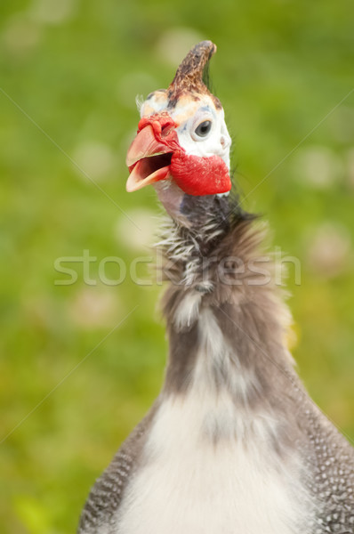 Gwinea głowie skupić charakter kurczaka Zdjęcia stock © nelsonart