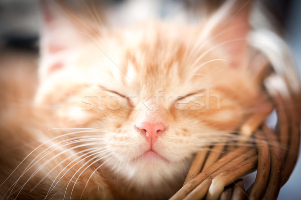sleeping kitten Stock photo © nelsonart