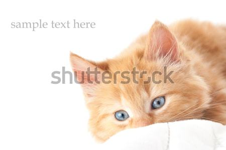Kotek biały tekst przestrzeni kot Zdjęcia stock © nelsonart