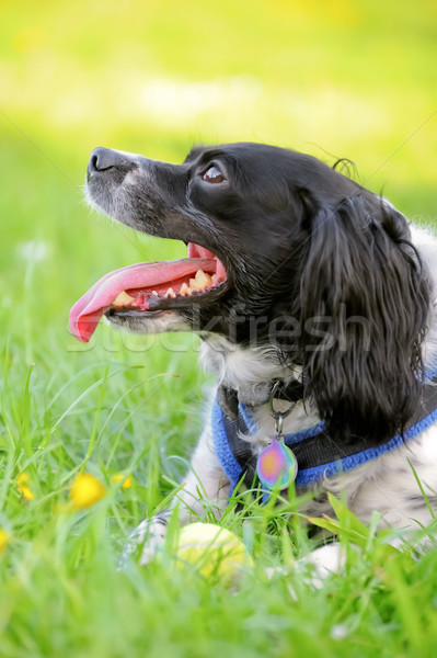 Bola bola de tênis jogo cão grama Foto stock © nelsonart