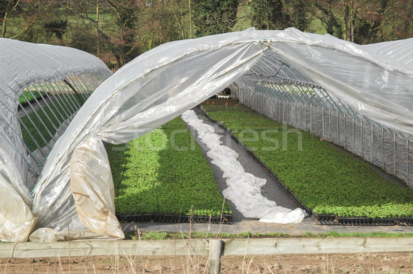商業照片: 植物 · 塑料 · 隧道 · 農場 · 布 · 市場