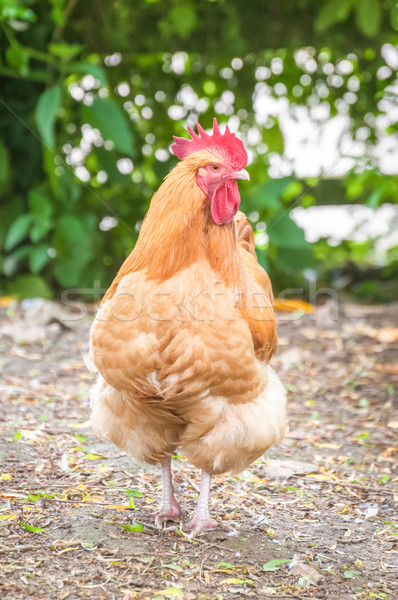 farmyard rooster Stock photo © nelsonart