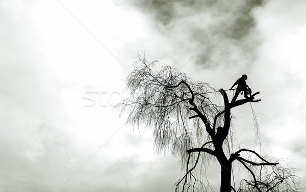 Houthakker silhouet kettingzaag boom werk natuur Stockfoto © nelsonart