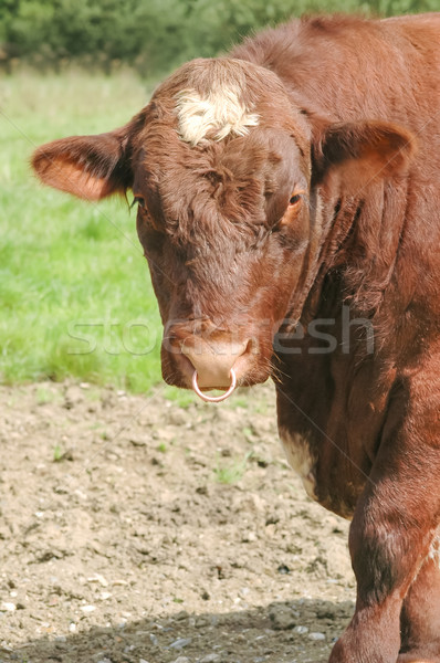 bull Stock photo © nelsonart