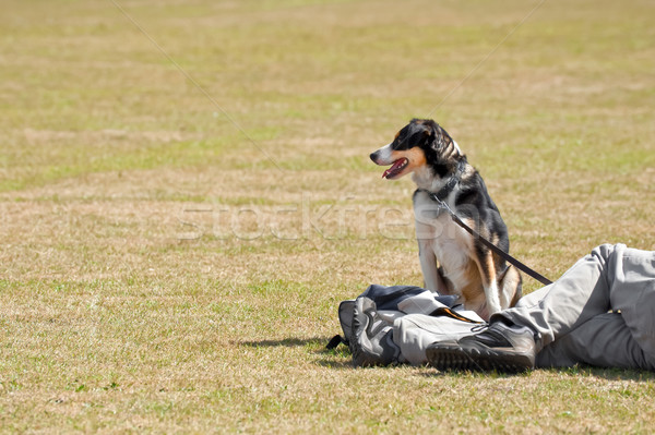 Hond riem eigenaar park veld honden Stockfoto © nelsonart