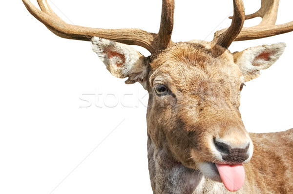 Aislado ciervos rojo grosero diversión silueta Foto stock © nelsonart