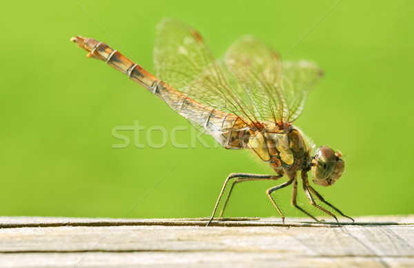 Dragonfly ekstremalnych ogrodzenia zwierząt równowagi Zdjęcia stock © nelsonart