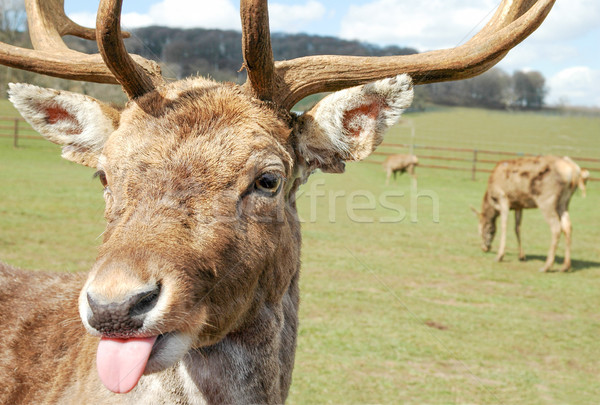 Grosero ciervos rojo diversión silueta animales Foto stock © nelsonart