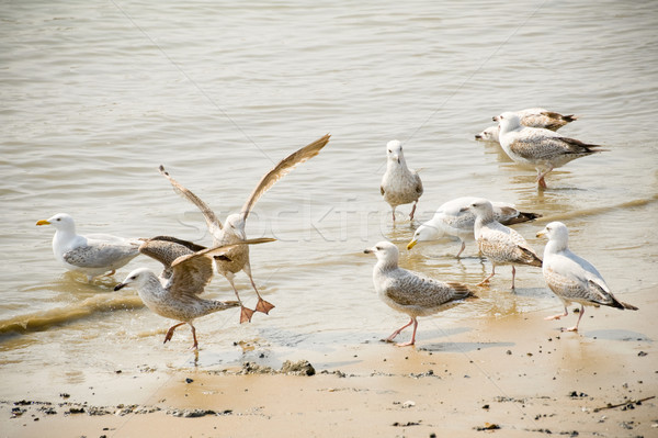 seagulls Stock photo © nelsonart