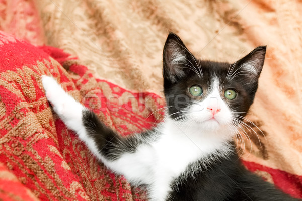 котенка позируют элегантный создают Cute черно белые Сток-фото © nelsonart