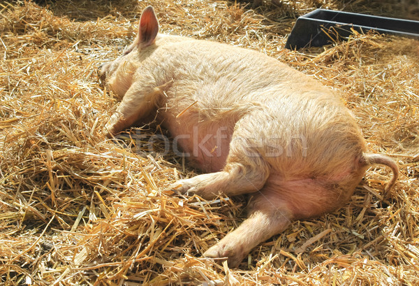 Schlafen Ferkel frischen Stroh Schwein Tier Stock foto © nelsonart