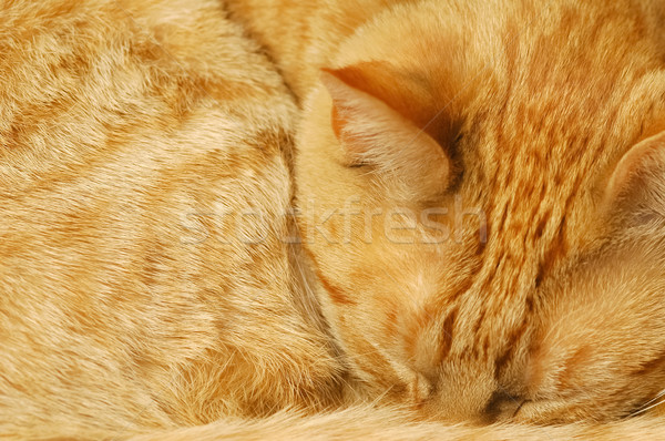 ginger cat sleeping Stock photo © nelsonart