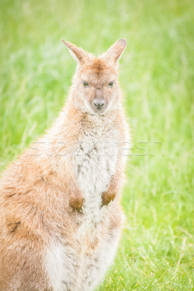 Jeunes nature animaux kangourou cute Australie [[stock_photo]] © nelsonart