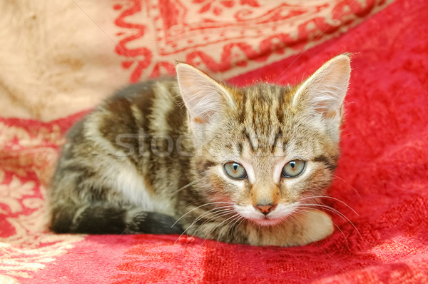 tabby kitten Stock photo © nelsonart
