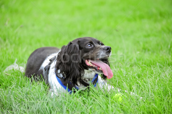 Glücklich Tennisball Spiel Hund grünen Hunde Stock foto © nelsonart