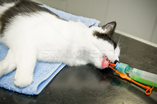 Stockfoto: Huisdier · kat · geneeskunde · mond · katten · drugs