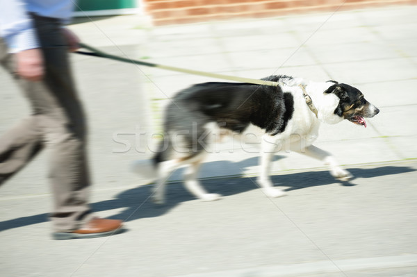 Oude hond uit lopen honden Stockfoto © nelsonart